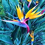 Surf Beach_santa Barbara Secret Gardens Ferienhaus Ribeira Grande